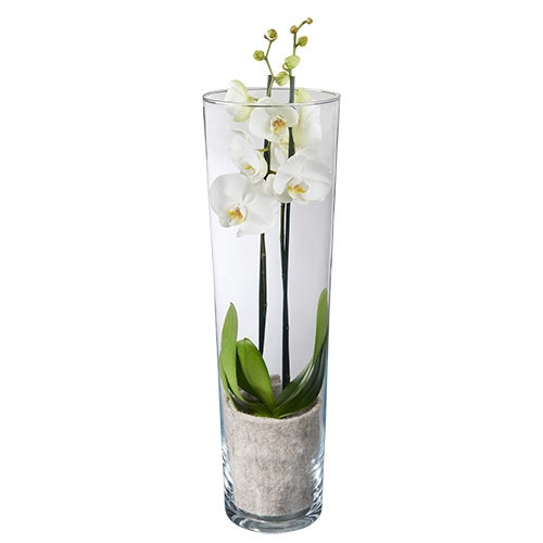 Barry Persoonlijk Pak om te zetten Mooi assortiment | orchidee arrangementen | 't Zonnebloempje - het  zonnebloempje
