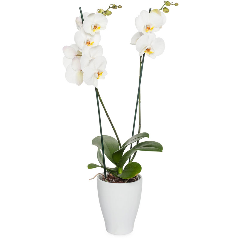 Phalaenopsis orchidee | Bestel online - 't Zonnebloempje zonnebloempje